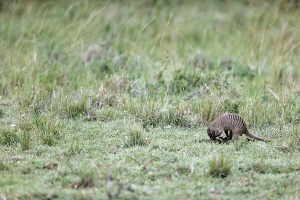 Mongoose Digging Food Grass Masai Mara Kenya — Stock Photo, Image