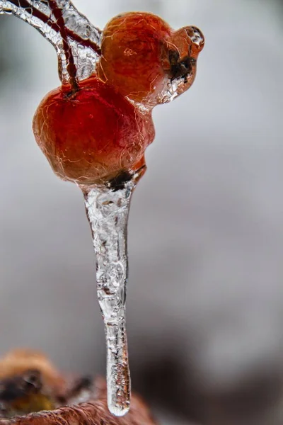 Fecho Vertical Cerejas Maduras Congeladas Penduradas Num Galho — Fotografia de Stock