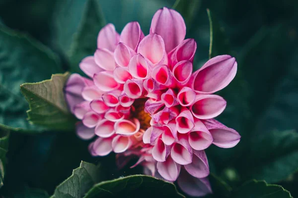 Крупним Планом Знімок Рожевої Квітки Саду — стокове фото