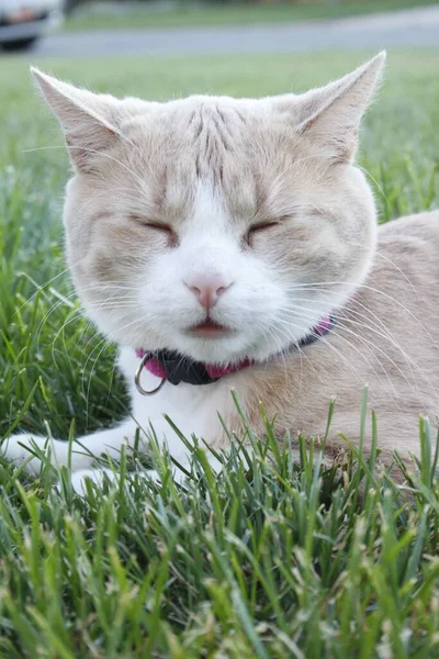 Eine Katze Sitzt Mit Geschlossenen Augen Auf Einem Gras — Stockfoto
