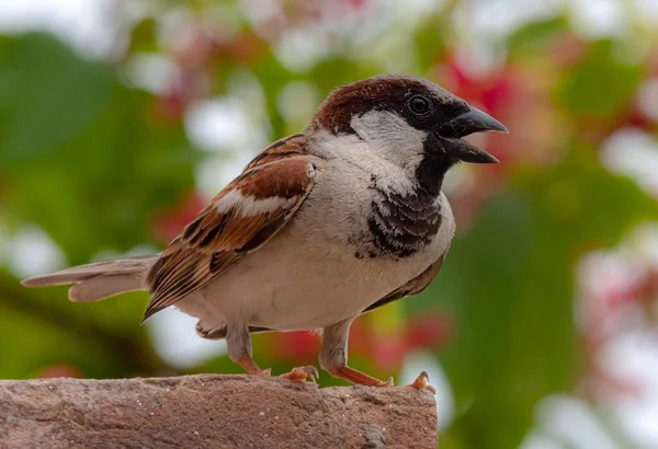 Closeup Shot Small House Sparrow — Stock Photo, Image