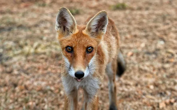 Eine Nahaufnahme Eines Hellen Kleinen Dünnen Fuchses Auf Einem Feld — Stockfoto