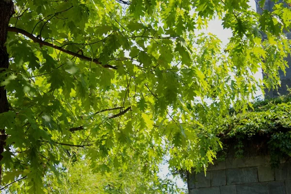 Low Angle Shot Oak Tree Garden Sunlight — Stock Photo, Image