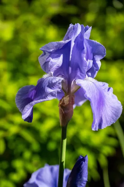 Ein Vertikaler Schuss Lila Süßer Irisblume Einem Garten — Stockfoto
