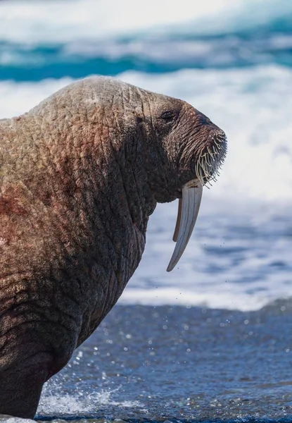 바다코끼리 Odobenus Rosmarus — 스톡 사진