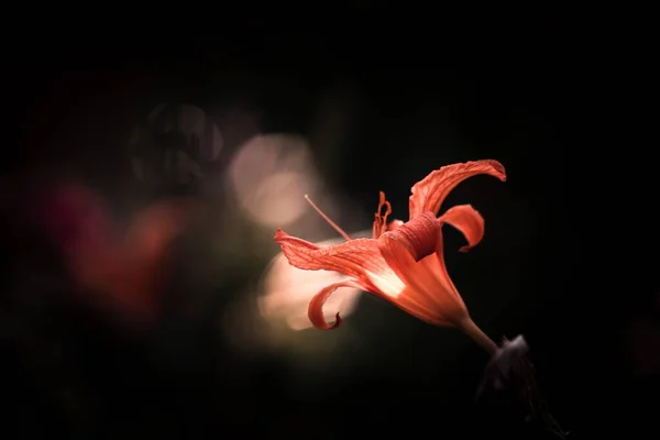 Close Flor Vermelha Flor Contra Fundo Escuro — Fotografia de Stock