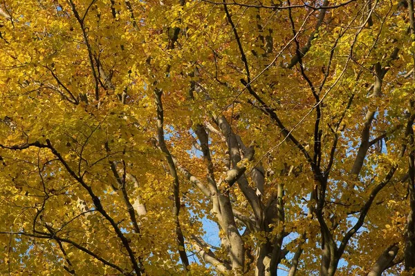 Nahaufnahme Eines Baumes Herbst Mit Gelben Blättern — Stockfoto
