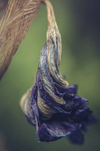 Plano Vertical Una Flor Púrpura Floreciendo Jardín — Foto de Stock