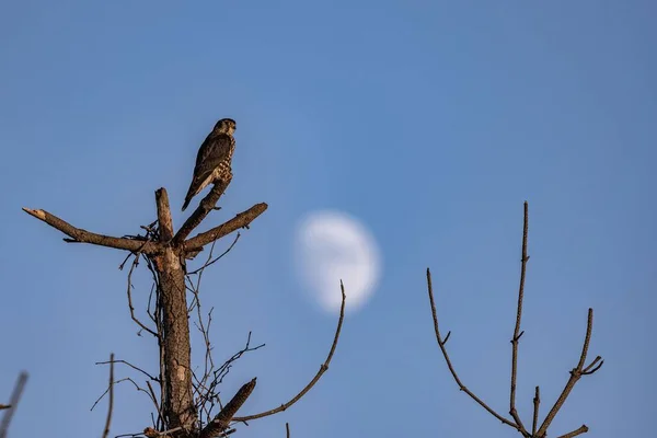 Ein Merlin Vogel Steht Auf Blattlosen Ästen Vor Blauem Himmel — Stockfoto