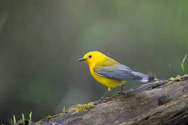 Yellow Prothonotary Warbler Perched Tree Branch — Stock Photo, Image