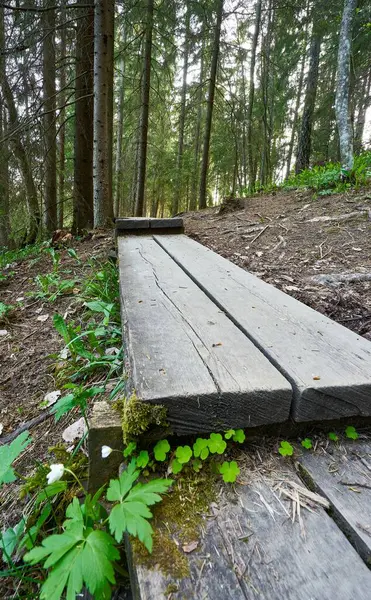 Eine Vertikale Aufnahme Eines Hölzernen Fußweges Einem Wald Mit Hohen — Stockfoto