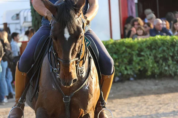 Front Närbild Häst National Horse Fair Med Man Sitter Människor — Stockfoto