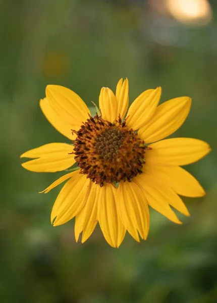 Vertikální Záběr Krásně Rozkvetlého Slunečnice Žlutými Okvětními Lístky — Stock fotografie