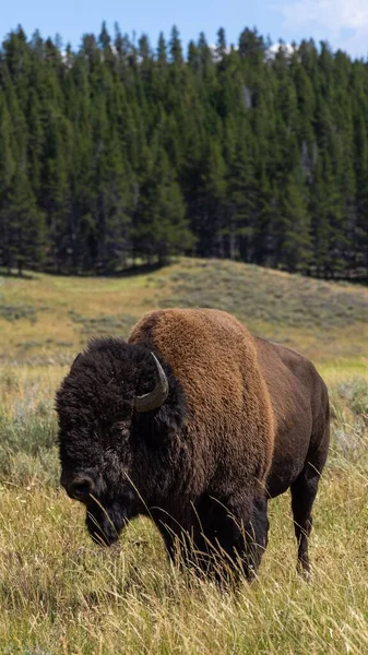 Vertical Closeup American Bison Bison Bison Meadow — Stock Photo, Image