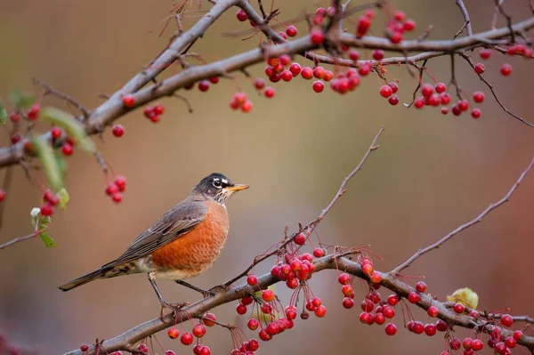 Americký Robin Seděl Větvi Spoustou Jasně Červených Bobulí Hladkým Pozadím — Stock fotografie