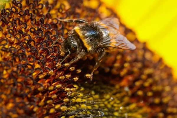 Крупный План Пчелы Опыляющей Цветок Саду — стоковое фото