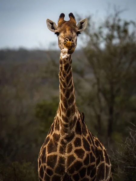 Ritratto Verticale Una Giraffa — Foto Stock