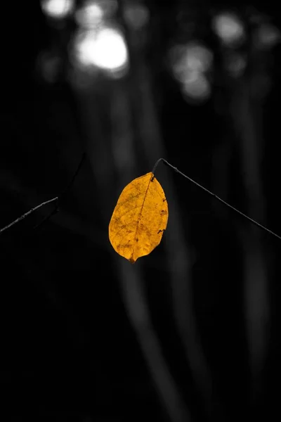 Shallow Focus Yellow Leaf Blur Dark Background — Stock Photo, Image
