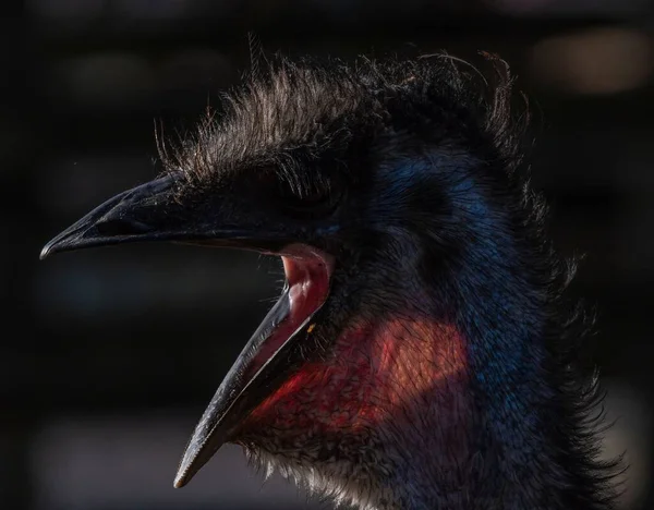Detailní Záběr Ječícího Emu Otevřeným Zobákem Rozmazaném Tmavém Pozadí — Stock fotografie