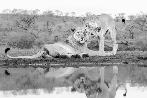 Gråtonebillede Løver Der Viser Hengivenhed Mens Kigger Kameraet - Stock-foto