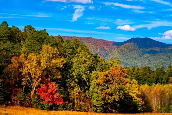 Uma Foto Cênica Folhas Coloridas Árvores Uma Floresta Durante Outono — Fotografia de Stock