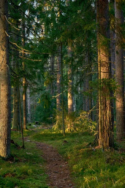 一条穿过森林的小径的垂直截图 — 图库照片
