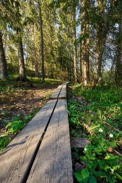 Plan Vertical Long Sentier Promenade Dans Une Forêt — Photo