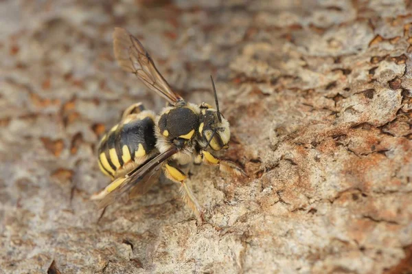 Närbild Anthidium Florentinum Bee Sittande Trä — Stockfoto