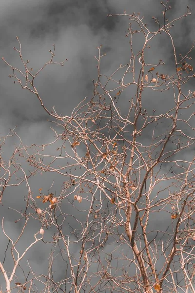 Eine Vertikale Aufnahme Trockener Blattloser Bäume Vor Einem Hintergrund Dicken — Stockfoto