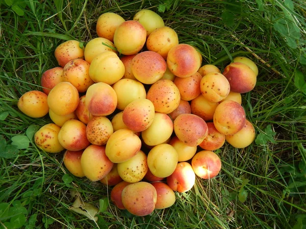 High Angle Pile Delicious Ripe Apricots Red Sides Grass — Stock Photo, Image