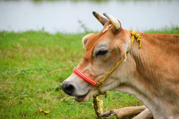 背景に水がある緑の畑で食べる美しい牛 — ストック写真