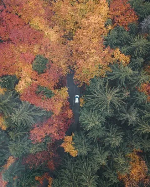 Top View Fall Colorful Trees Covering Road Car — Stock Photo, Image