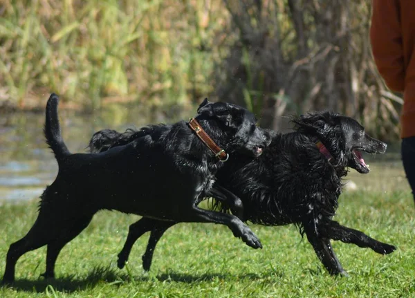 Крупный План Пары Собак Бегущих Пышному Зеленому Полю Возле Озера — стоковое фото