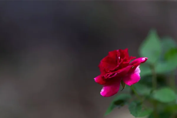 Selektiver Fokus Einer Zarten Rosafarbenen Rose Perfekt Für Hintergründe — Stockfoto