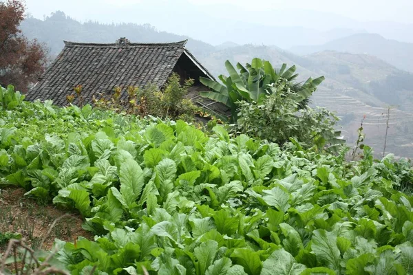 Bald Wird Das Gemüse Von Den Dorfbewohnern Geerntet Die Dem — Stockfoto