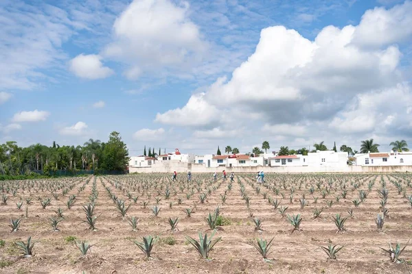 Farmers Work Agave Jima Field Take Tequila Factory Tequila Jalisco — Stock Photo, Image