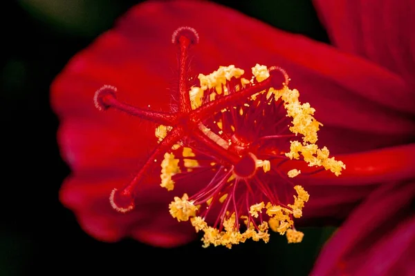 Una Macro Toma Detalles Sobre Una Flor Roja Amarilla Floreciente — Foto de Stock