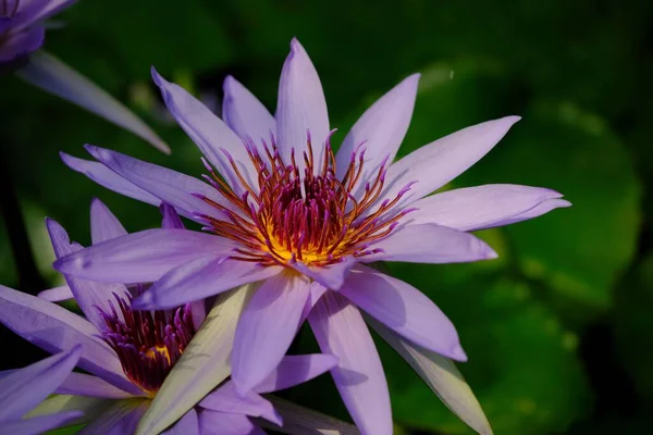 Een Close Van Waterlelie Bloemen Botanische Tuin Augsburg Duitsland — Stockfoto