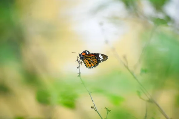 背景がぼやけた庭の小枝の上に蝶の君主の浅い焦点のショット — ストック写真