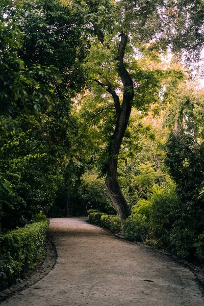 Μια Όμορφη Κάθετη Άποψη Ενός Εθνικού Κήπου Στην Αθήνα — Φωτογραφία Αρχείου