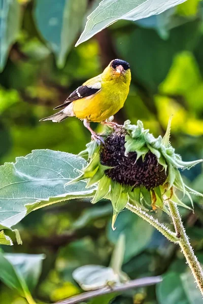Vertical Closeup Shot Yellow American Goldfinch Bird Perched Dry Sunflower — Stock Photo, Image