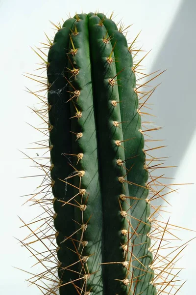 Een Verticale Close Van Details Een Groene Cactus — Stockfoto