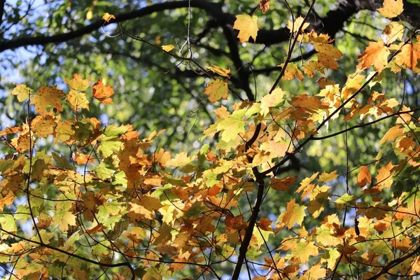Tiro Seletivo Outono Folhas Amarelas Árvores Bordo Sob Luz Solar — Fotografia de Stock