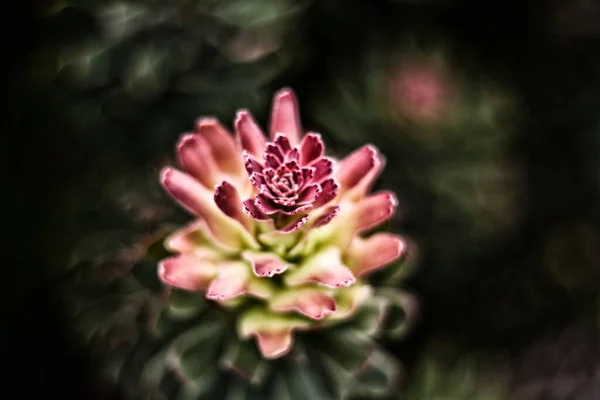 Detailní Záběr Rozkvetlé Květiny Tmavém Rozmazaném Pozadí — Stock fotografie