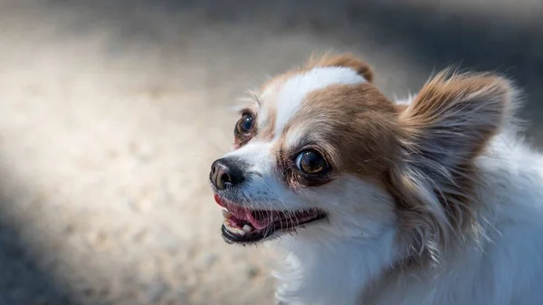 Nahaufnahme Eines Langhaarigen Chihuahuas Der Vor Verschwommenem Hintergrund Nach Oben — Stockfoto