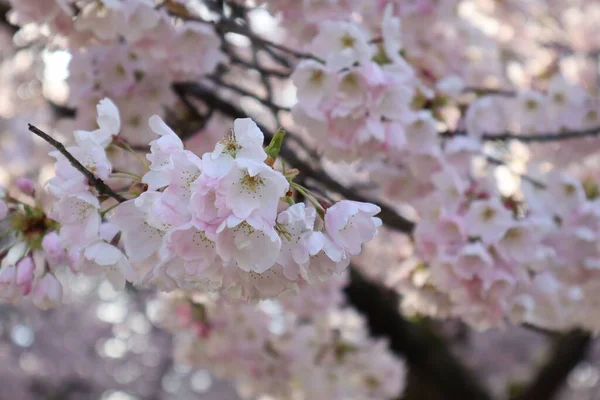 벚나무의 아름다운 꽃들로 이루어진 꽃봉오리 — 스톡 사진