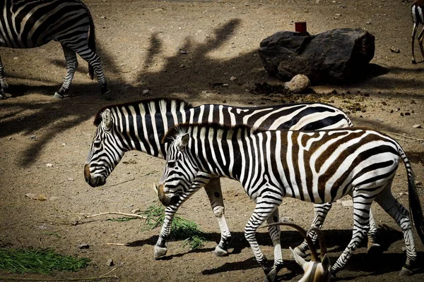Group Zebras Walking Dry Ground Oasis Park Sunny Day — Stock Photo, Image
