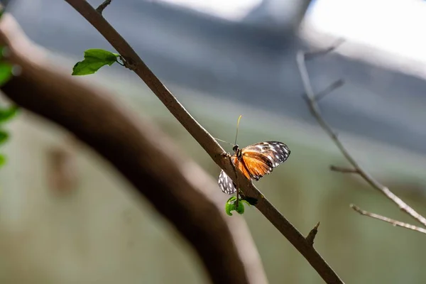 Μια Όμορφη Πεταλούδα Ένα Κλαδί Φόντο Θολή — Φωτογραφία Αρχείου