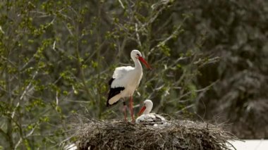 Yuvada oturan beyaz leylek kuşlarının seçici odak noktası.