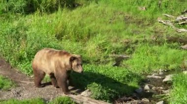 Alaska 'da bir parkta yürüyen vahşi bir boz ayının yüksek açılı görüntüsü.